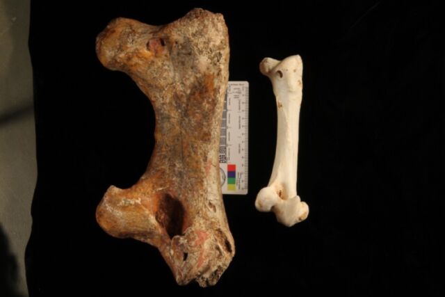 (left) A large femur from <em>Genyornis newtoni</em>. (right) A somewhat smaller femur from an emu.