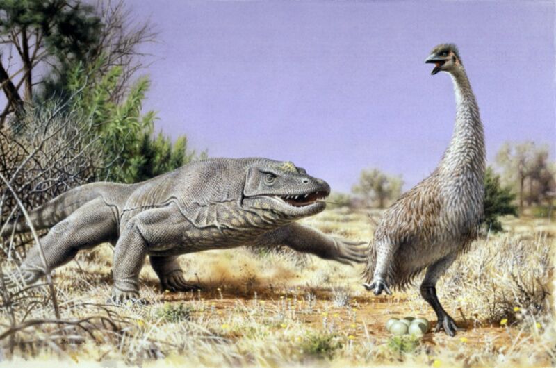 Detail from an illustration of <em>Genyornis</em> (aka the "Demon Duck of Doom") not looking so tough as it is chased from its nest by a Megalania lizard in prehistoric Australia.