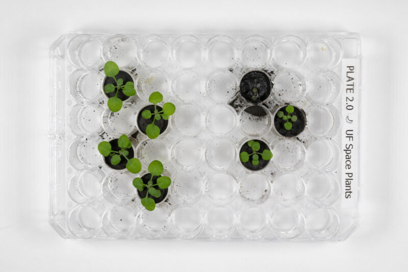 Image of plants grown in a plastic sample dish