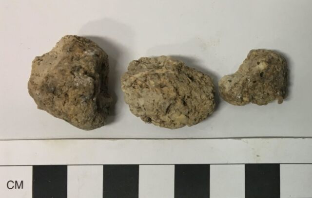 Human coprolite (preserved human feces) from Durrington Walls, a Neolithic settlement near Stonehenge.