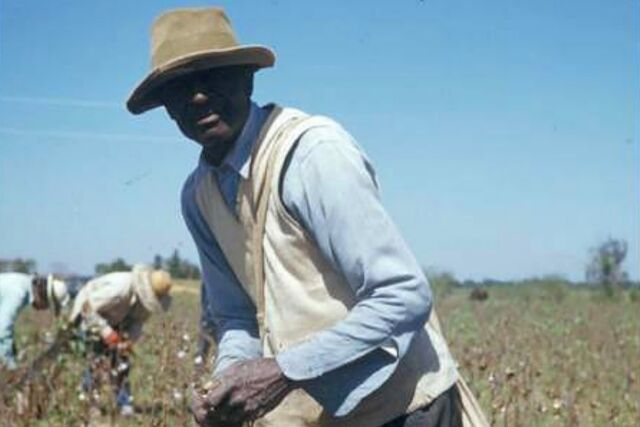 An unidentified study participant in a cotton field.