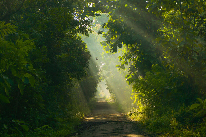 Morning view of shady country road with some ray of light penetrating through trees