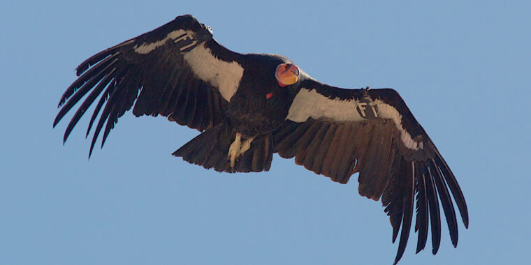 How the Yurok Tribe is bringing back the California Condor