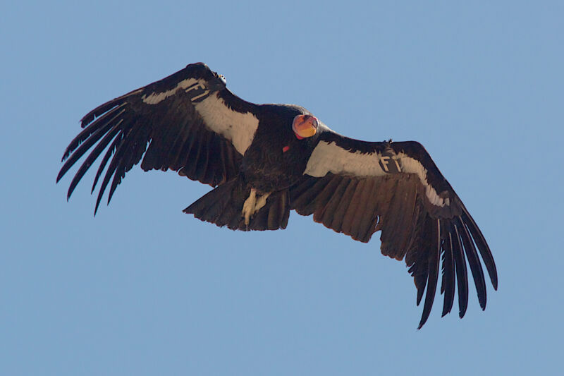 The California condor is a New World vulture, the largest North American land bird. This condor became extinct in the wild in 1987, but the species has been reintroduced in California and Arizona. 