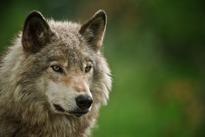 Image of a single wolf.