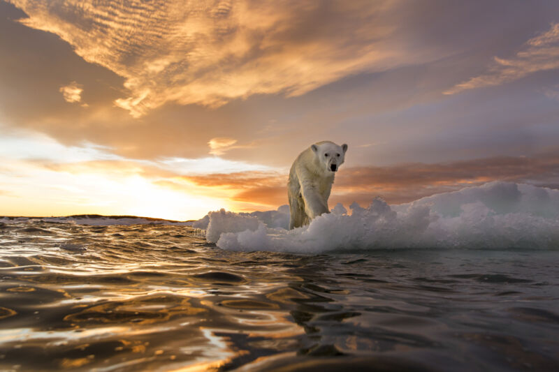 Gambar beruang kutub di atas es yang mengapung