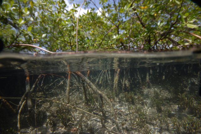 Vistas de sitios de muestreo entre manglares en el archipiélago de Guadalupe en el Caribe francés, abril-mayo de 2022. 