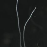 Filaments of Ca. Thiomargarita magnifica.