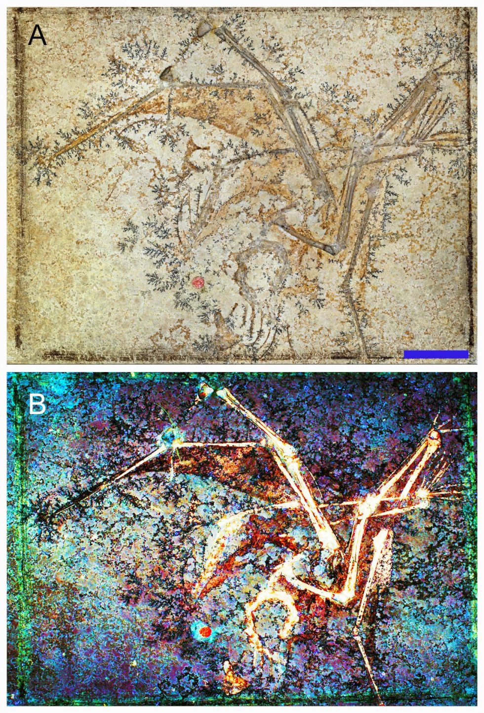 Skelett und zugehörige Weichteile des Flugsaurierfossils Aurorazhdarchid.