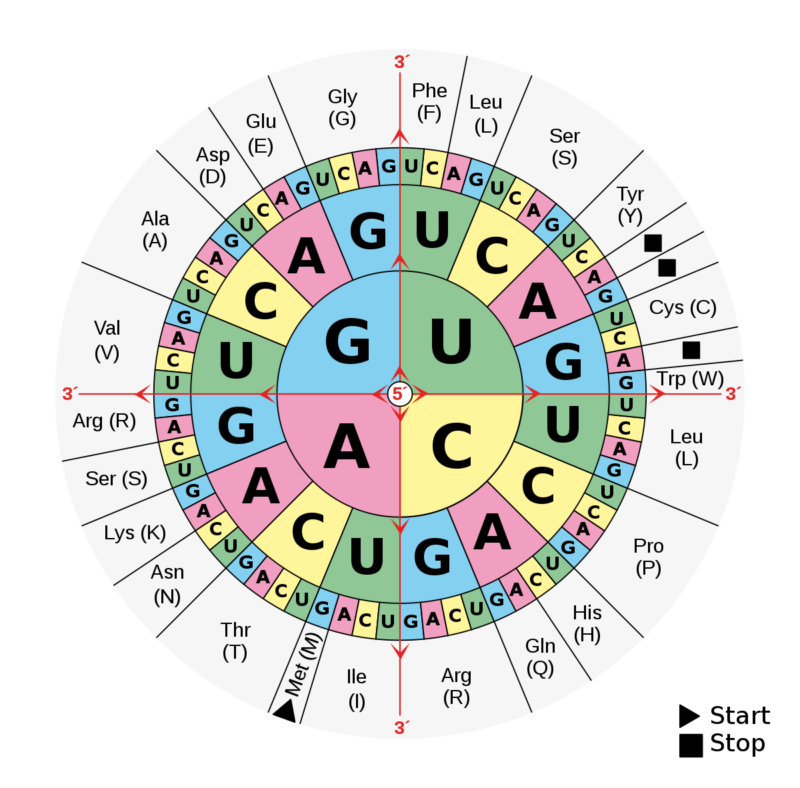 The genetic code. Note that a lot of the amino acids (the outer layer, in grey) are encoded by several sets of three-base codes that share the first two letters.