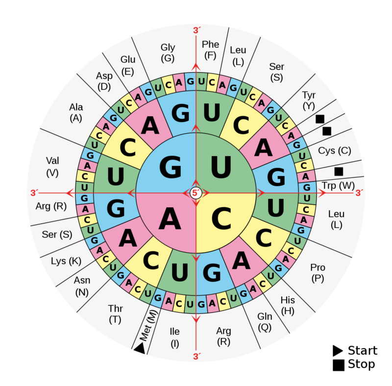 Mutations