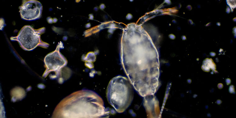 Beware of bad science reporting: No, we haven’t killed 90% of all plankton thumbnail