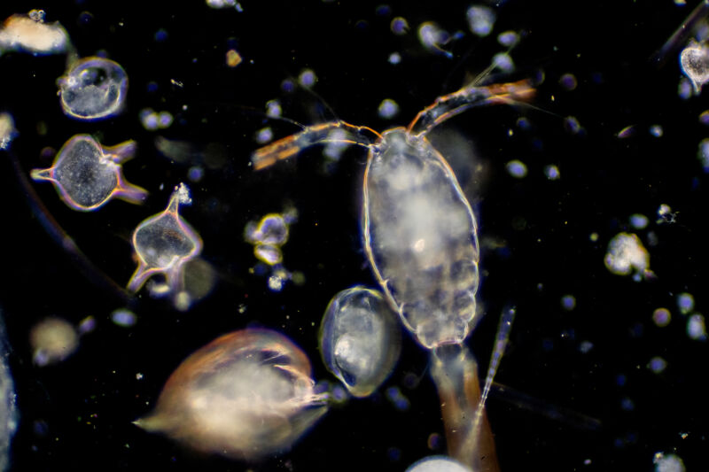 Plankton are under real threat as our oceans warm and acidify, but they're not all gone yet. 