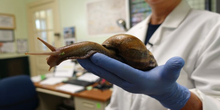 Florida after once more has huge calamitous snails that spew parasitic brain worms