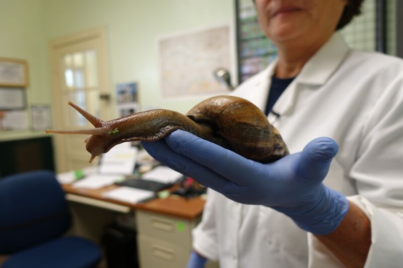 Mary Yong Cong, a Florida Department of Agriculture scientist, holds a giant African snail in her Miami lab on July 17, 2015. 
