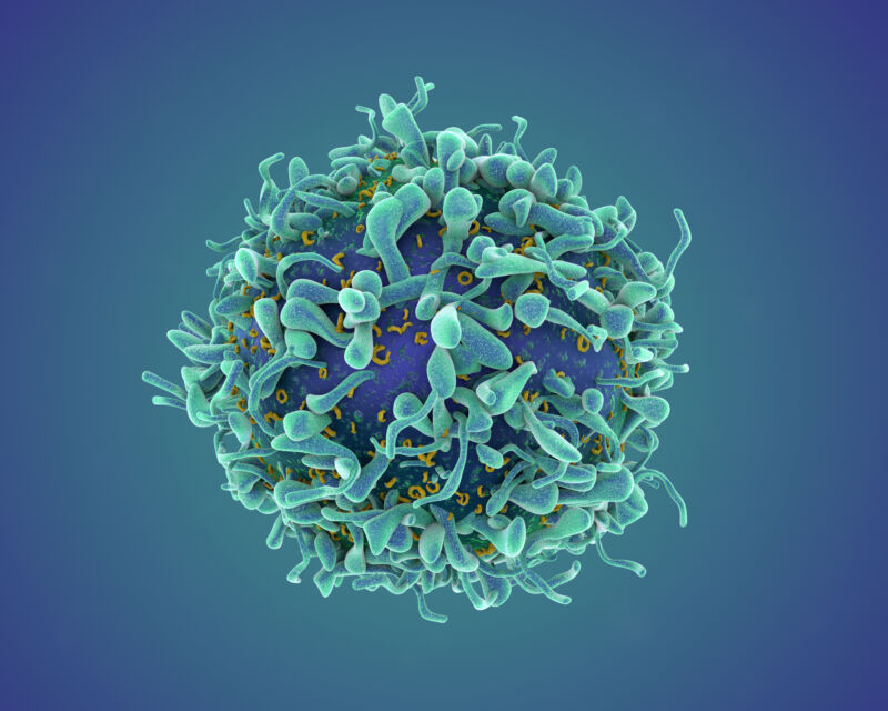 Artist's rendering of a T cell.