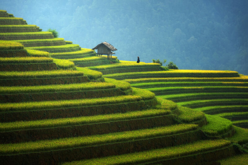 Image of a series of steps in a hillside, each covered in green vegetation.