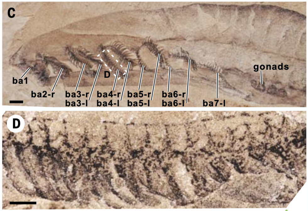 Ignore the labels - the level of detail in the new imaging helps us understand the structure of the features that look like gill arches.