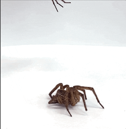 IMAGE(https://cdn.arstechnica.net/wp-content/uploads/2022/07/Spider.gif)