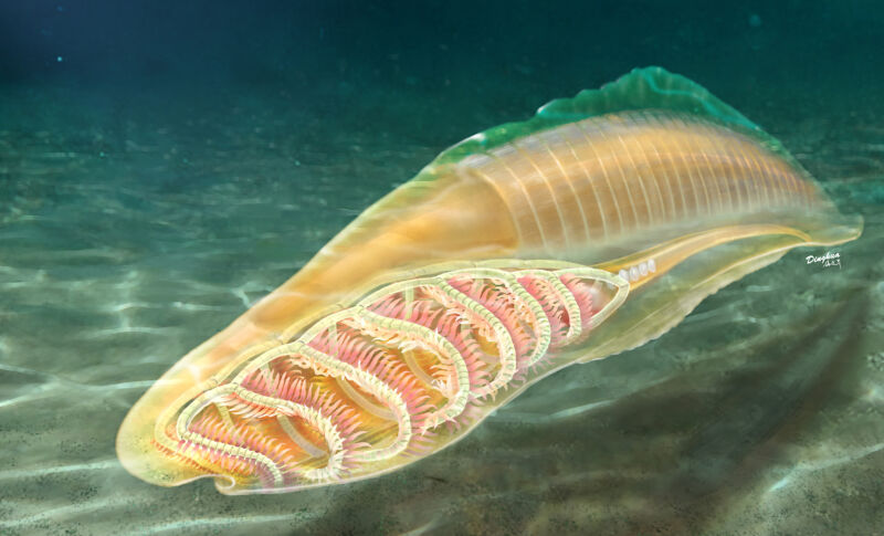 Yes, those are gills on this Cambrian animal.