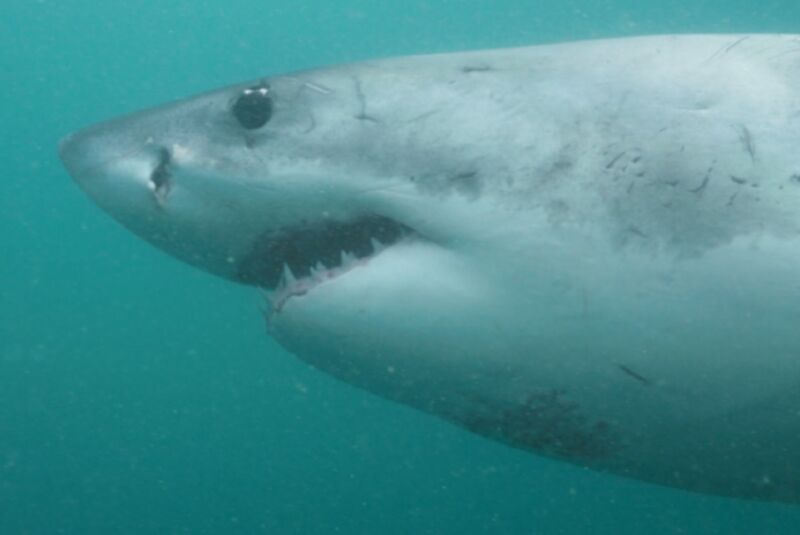 एक ग्रेट व्हाइट शार्क दक्षिण अफ्रीका के तट पर तैरती है।  नई NatGeo डॉक्यूमेंट्री <em>Camo Sharks</em> investigates whether these apex predators of the deep are able to change color to better capture prey.”/><figcaption class=