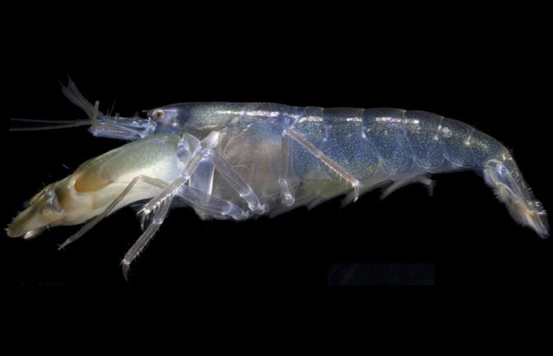 A translucent "helmet" on the bigclaw snapping shrimp’s head shelters its brain from the shock waves generated by its claw-snapping.
