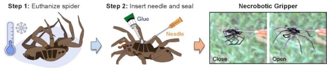 An illustration shows the process by which Rice University mechanical engineers turn deceased spiders into necrobotic grippers, able to grasp items when triggered by hydraulic pressure. 