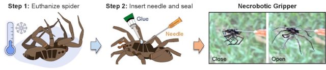 An illustration shows the process by which mechanical engineers at Rice University transform dead spiders into necrobotic claws, capable of grasping objects when they are triggered by hydraulic pressure.