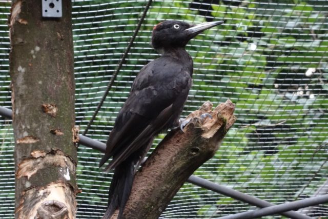 Black woodpecker that was filmed for the study, photographed at Alpenzoo Innbruck, Austria.