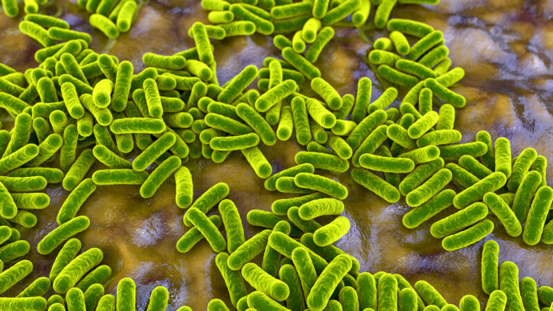 Group of E. coli like bacteria, colored green.