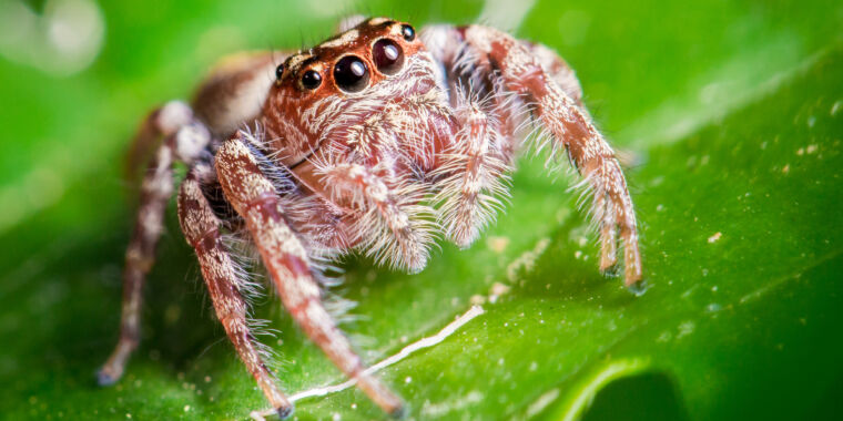 Jumping spiders may experience something like REM sleep
