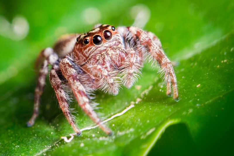 Jumping spiders may experience something like REM sleep - Ars Technica (Picture 1)