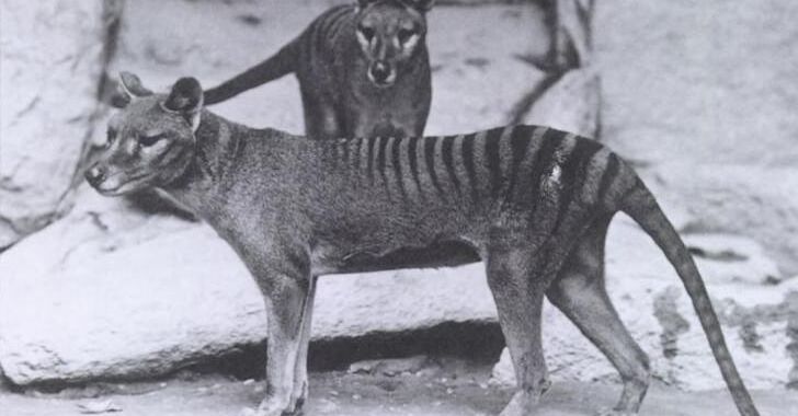 De-extinction company sets its next (first?) target: The thylacine – Ars Technica