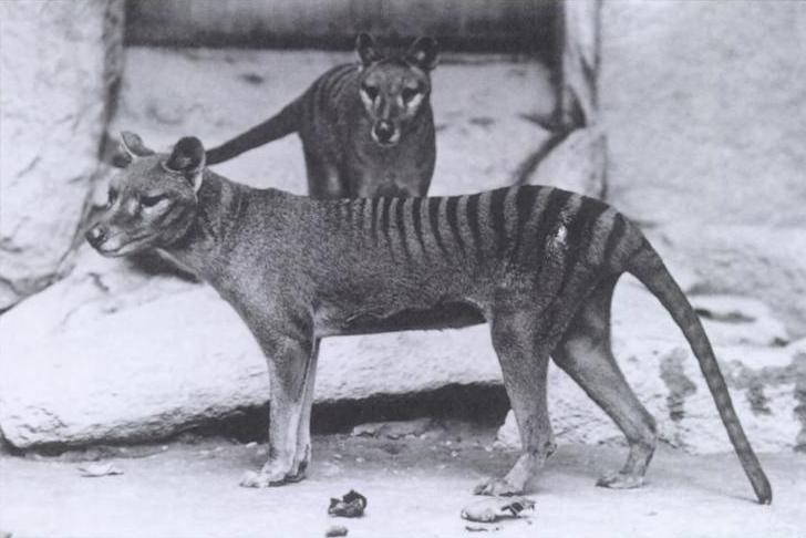 Genetics startup wants to bring the Tasmanian tiger back