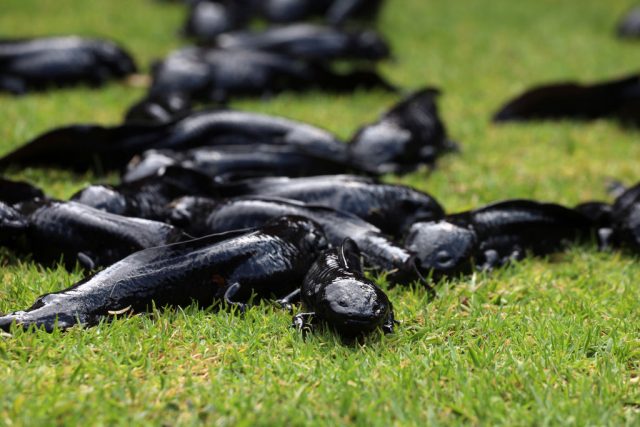 Un grupo de ajolotes melanoides poco antes de ser liberados en la naturaleza como parte de una campaña para preservar las especies en peligro de extinción y su hábitat.