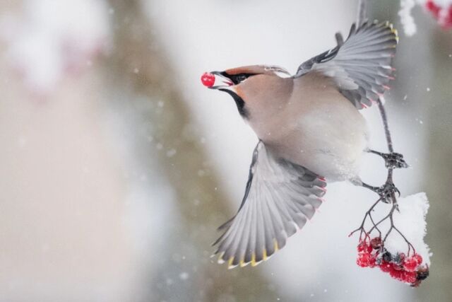 Gone with the berry. Flying under the influence—a waxwing feasts on fermented rowan berries.