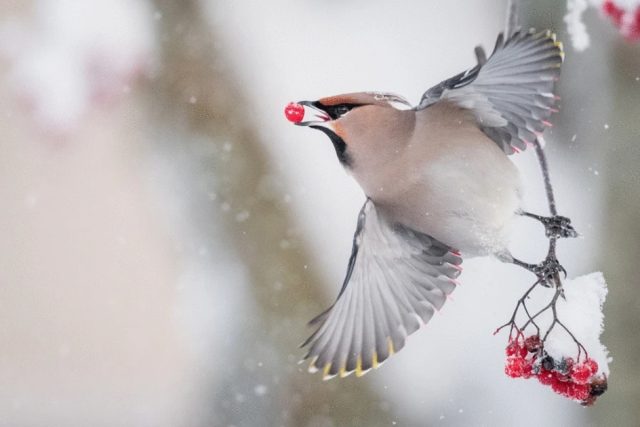 Se fue con la baya. Volando bajo la influencia: un Waxwing se deleita con bayas de fresno de montaña fermentadas