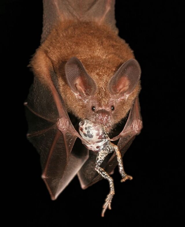 Trachops &  טונגרה.  עטלף מאתר את ארוחת הערב שלו באמצעות כוונון לשידור של צפרדע כדי למשוך בן זוג. 
