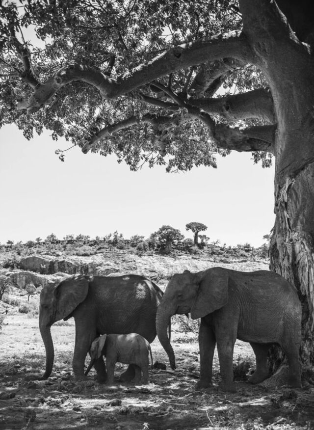 עץ הבאובב.  מערכת היחסים בין קבוצת פילים אפריקאיים לעץ באובב, מתבטאת בבצורת.
