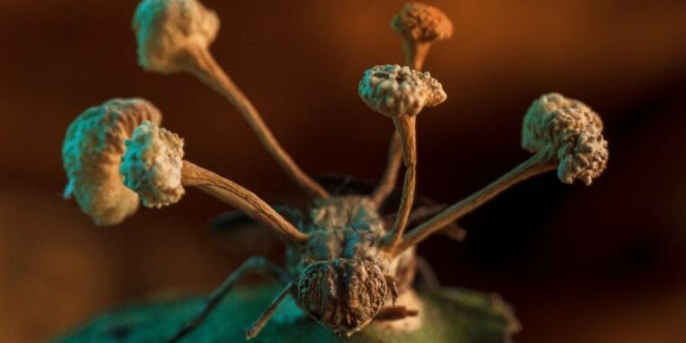 Behold this award-winning image of fungus making a fly its “zombie” slave