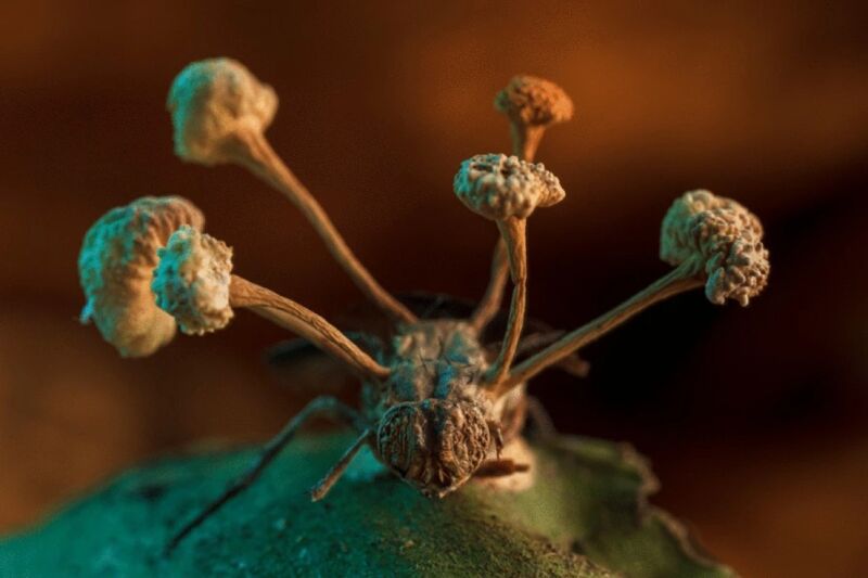 The story of a conquest: The fruiting body of a parasitic fungus erupts from its victim's body. 