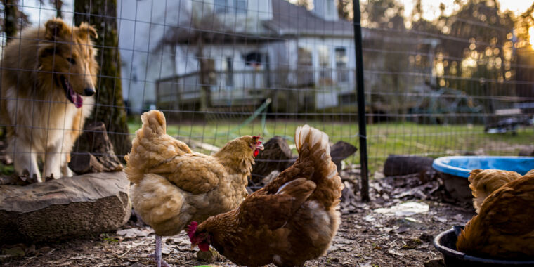 Backyard hens’ eggs contain 40 times more lead on average than shop eggs