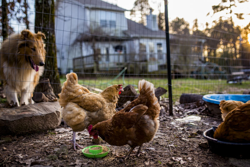 Backyard hens’ eggs contain 40 times more lead on average than shop eggs