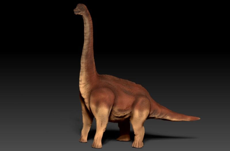 A 3D paleoreconstruction of a sauropod dinosaur has revealed that the hind feet had a soft tissue pad beneath the "heel," cushioning the foot to absorb the animals immense weight.
