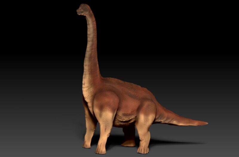 Sauropods had soft foot pads to help support their massive weight