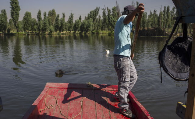 A farmer drives a "trajinera" through the Xochimilco channels, where cultivation takes place in "chinampas.