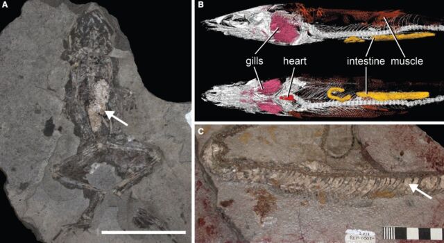 Exemples de tissus mous phospholipidiques dans les fossiles : (a) L'estomac d'une grenouille avec un vide phospholipidique ;  ( b ) Image micro-CT d'un fossile de poisson brésilien avec des organes internes pharyngés;  (c) Serpent colobride à peau phosphatée.
