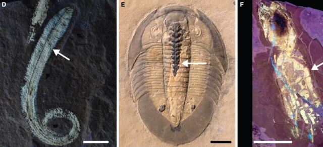 More examples of phosphatized soft tissues in fossils: (d) Polychaete worm with phosphatized musculature; (e) trilobite with phosphatized intestinal tract; and (f) vampyropod octopus under UV light to show phosphatized tissues.