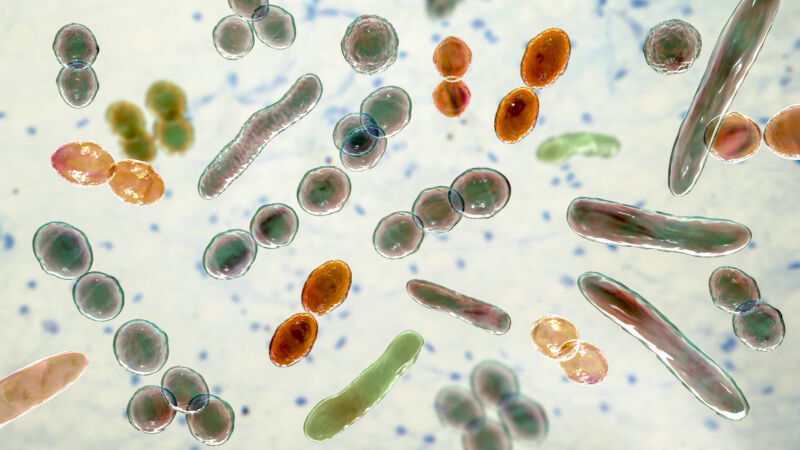 Which microbes live in your gut?