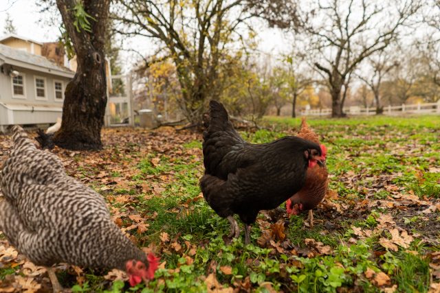 A las gallinas les encanta rascarse y picotear la tierra.  Desafortunadamente, así es como el plomo del suelo entra en ellos.